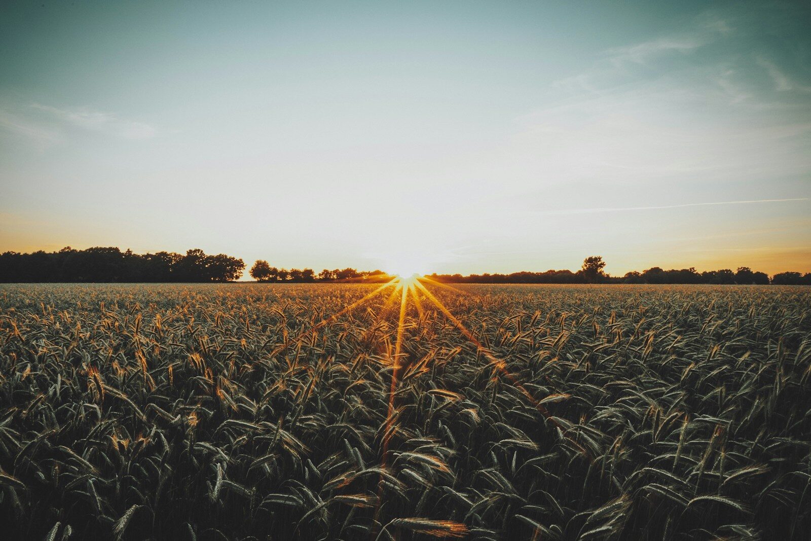 brown wheat field during sunset