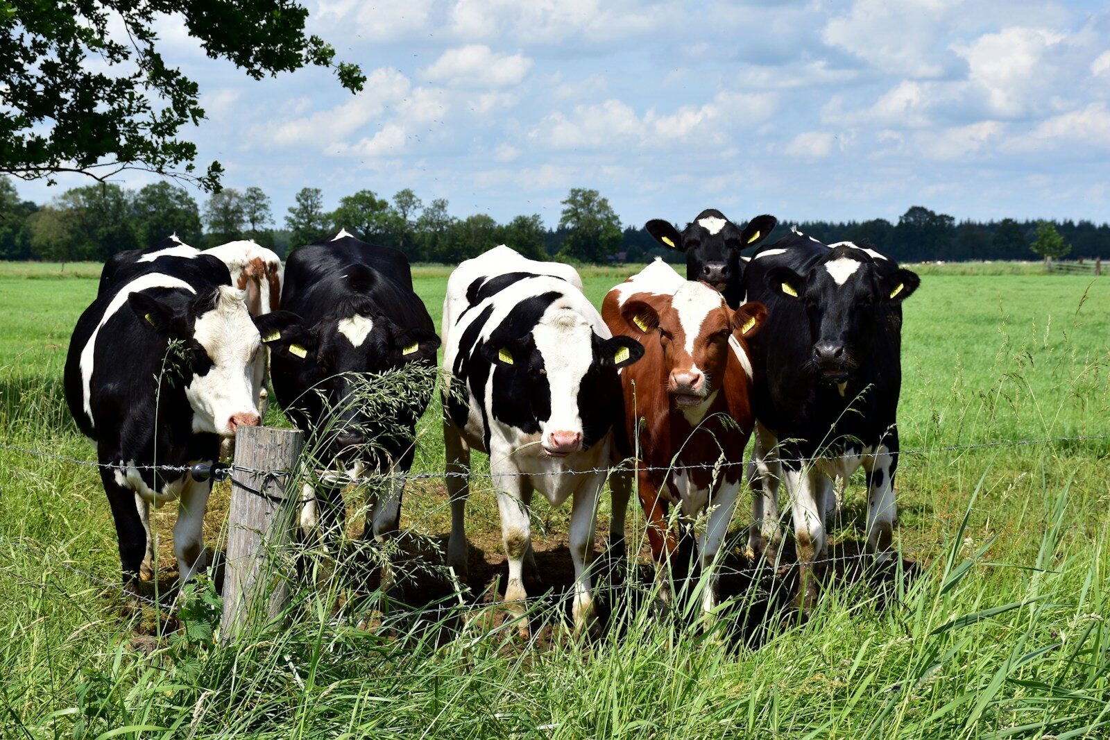 a herd of cows standing on top of a lush green field