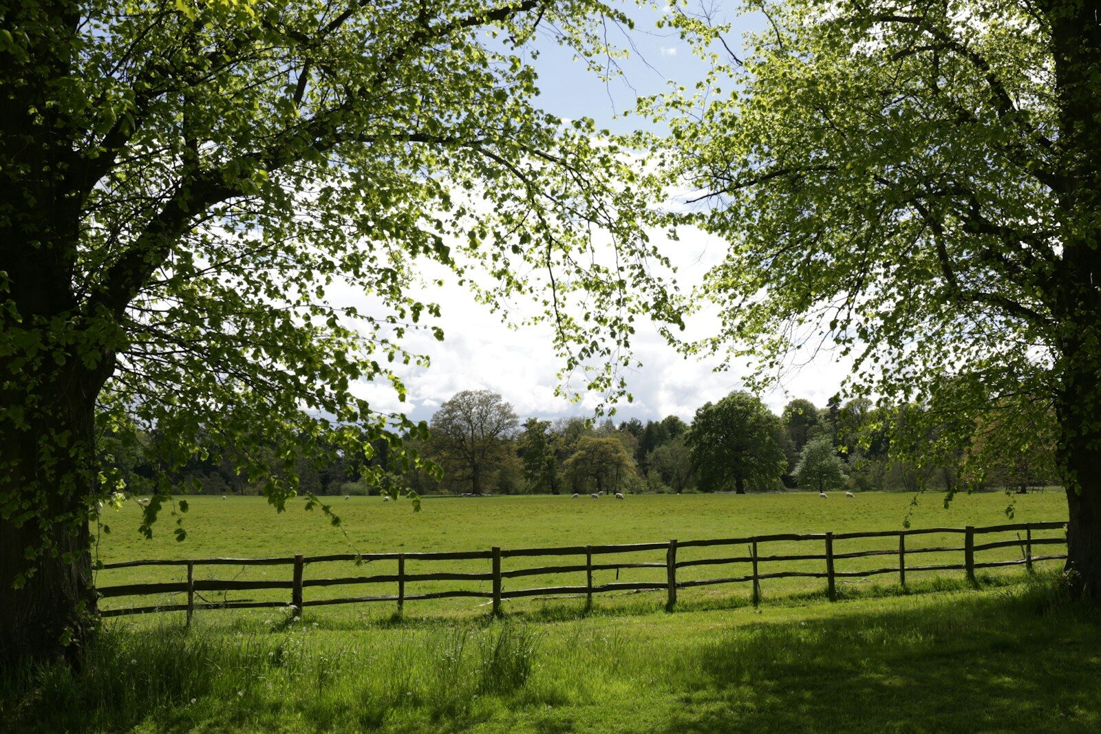 green grass field with trees during daytime relacionada a Produtor rural e aposentadoria: documentos que ajudam a comprovar atividade